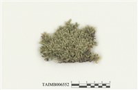 藏品(油苔科)的圖片